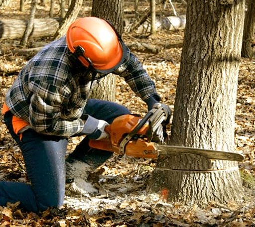 Tree Removal in Vanderbilt, MI